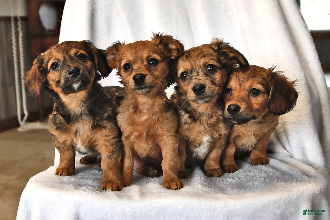 Mixed Breed dogs for sale: Rachelle - Ad 3