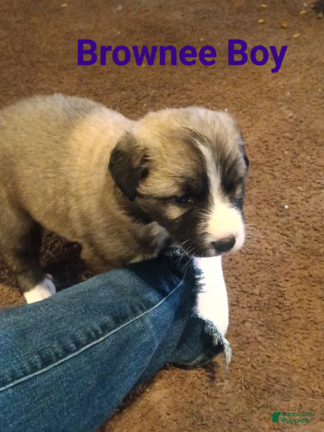 Mixed Breed dogs for sale: Great Pyrenees puppies  - Ad 3