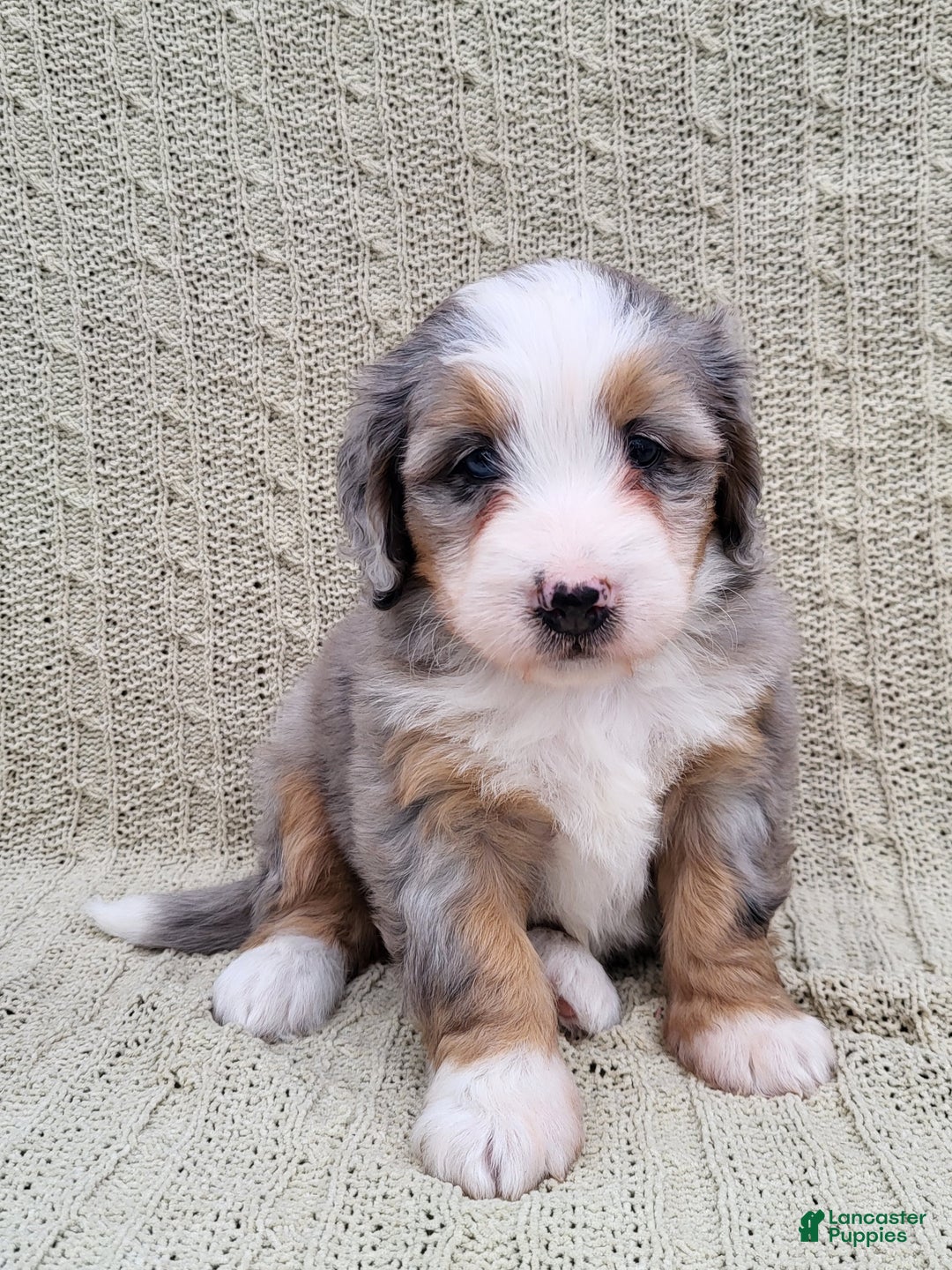 Mini Bernedoodle dogs for sale: Savanna - Ad 2