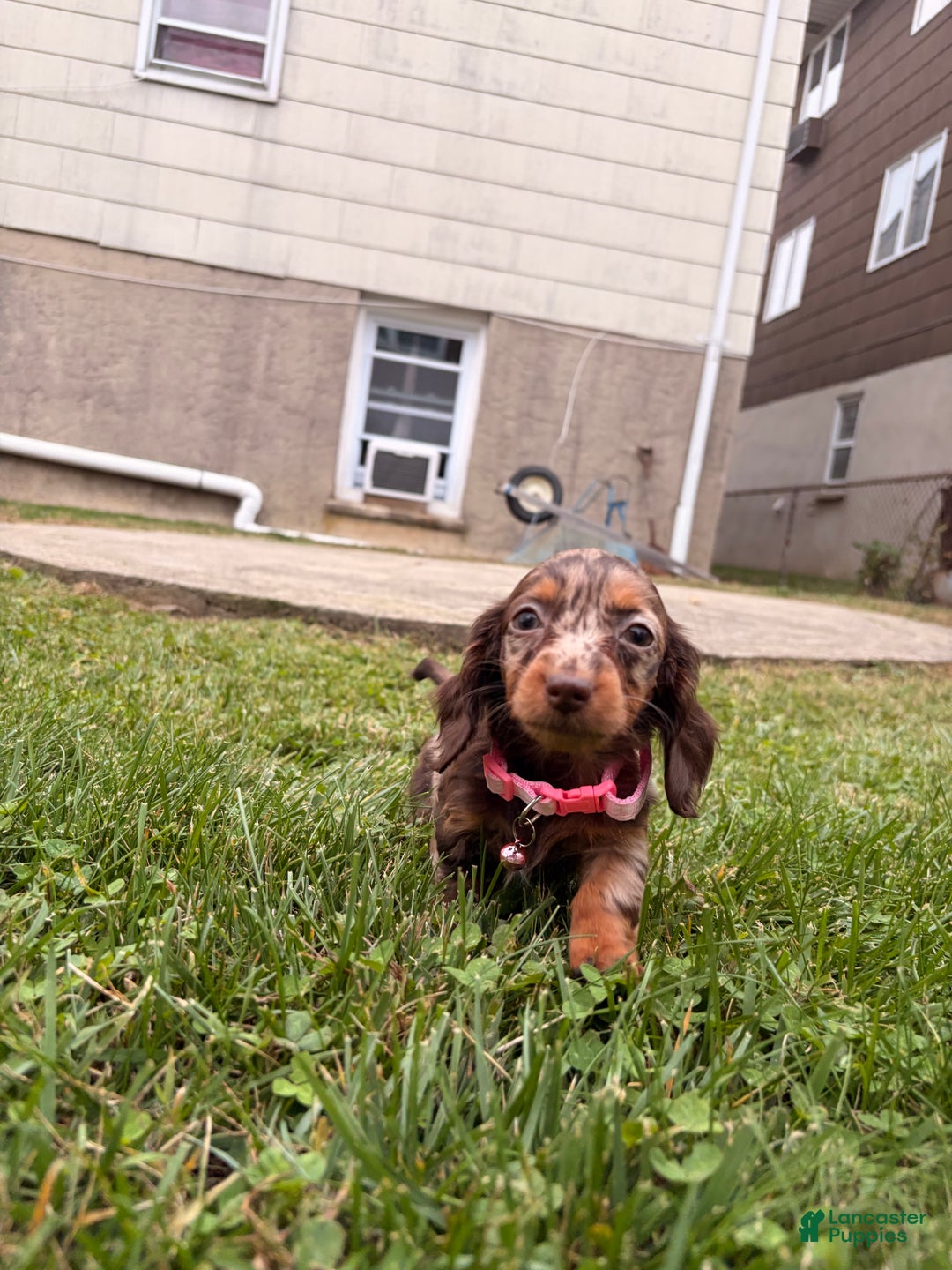 Miniature Dachshund dogs for sale: Maple - Ad 7