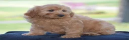 Mini Goldendoodle dogs for sale: Waden - Ad 5