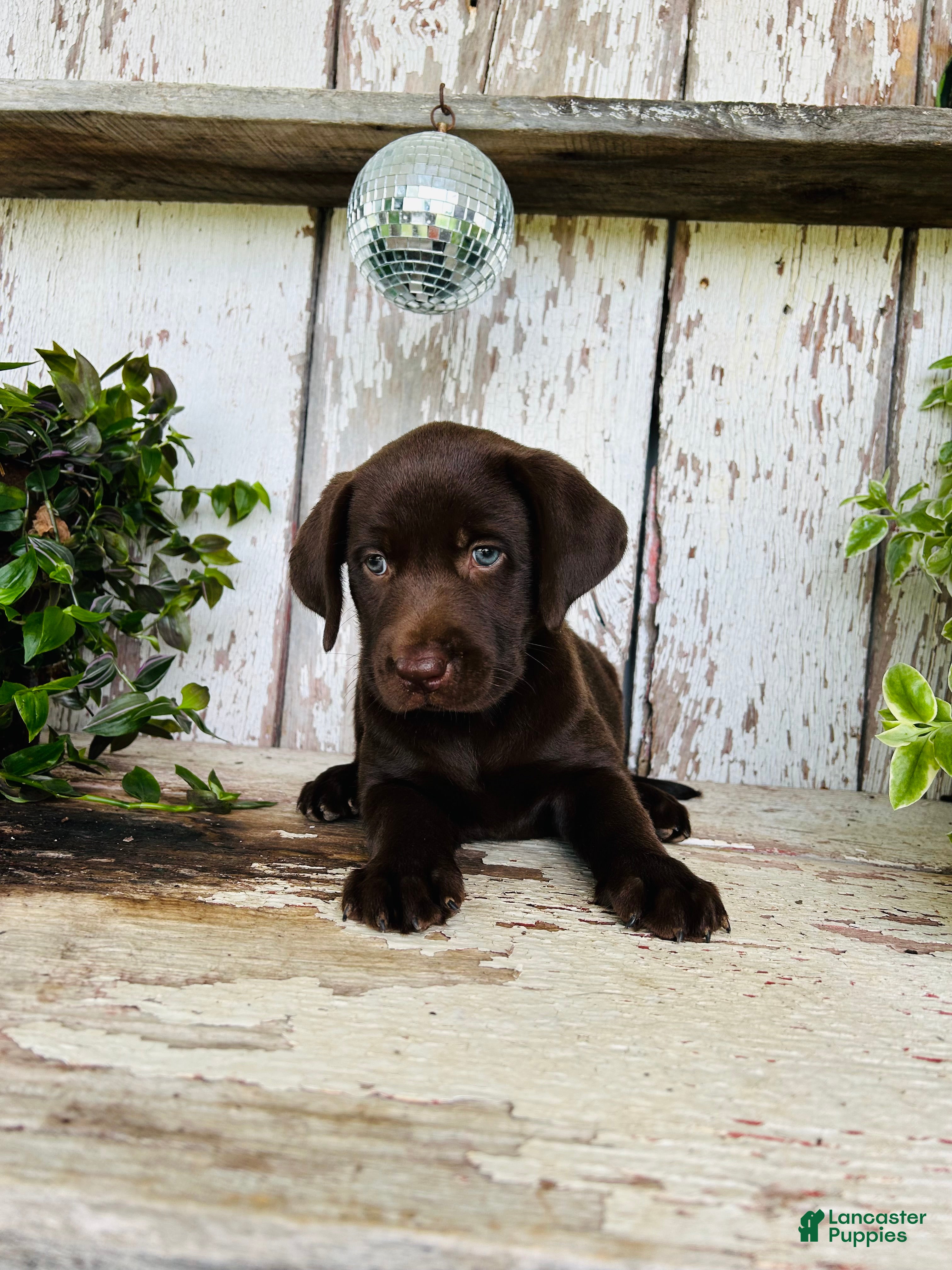 Labrador Retriever dogs Finlee  - Ad 1