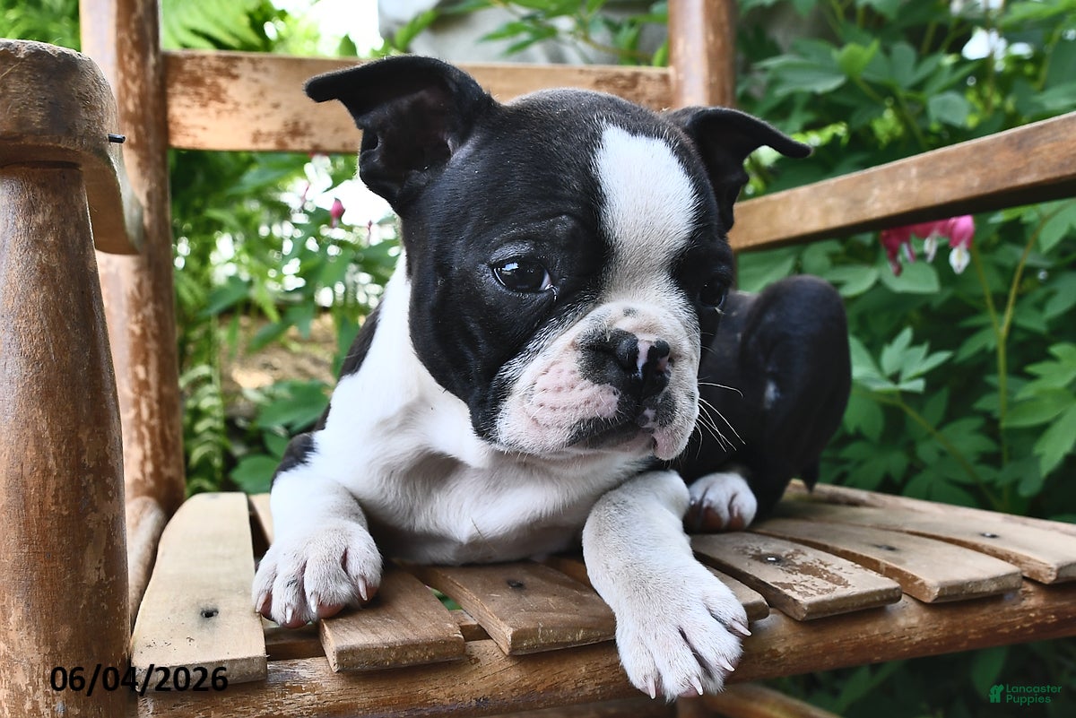 Boston Terrier dogs for sale: Lily - Ad 4