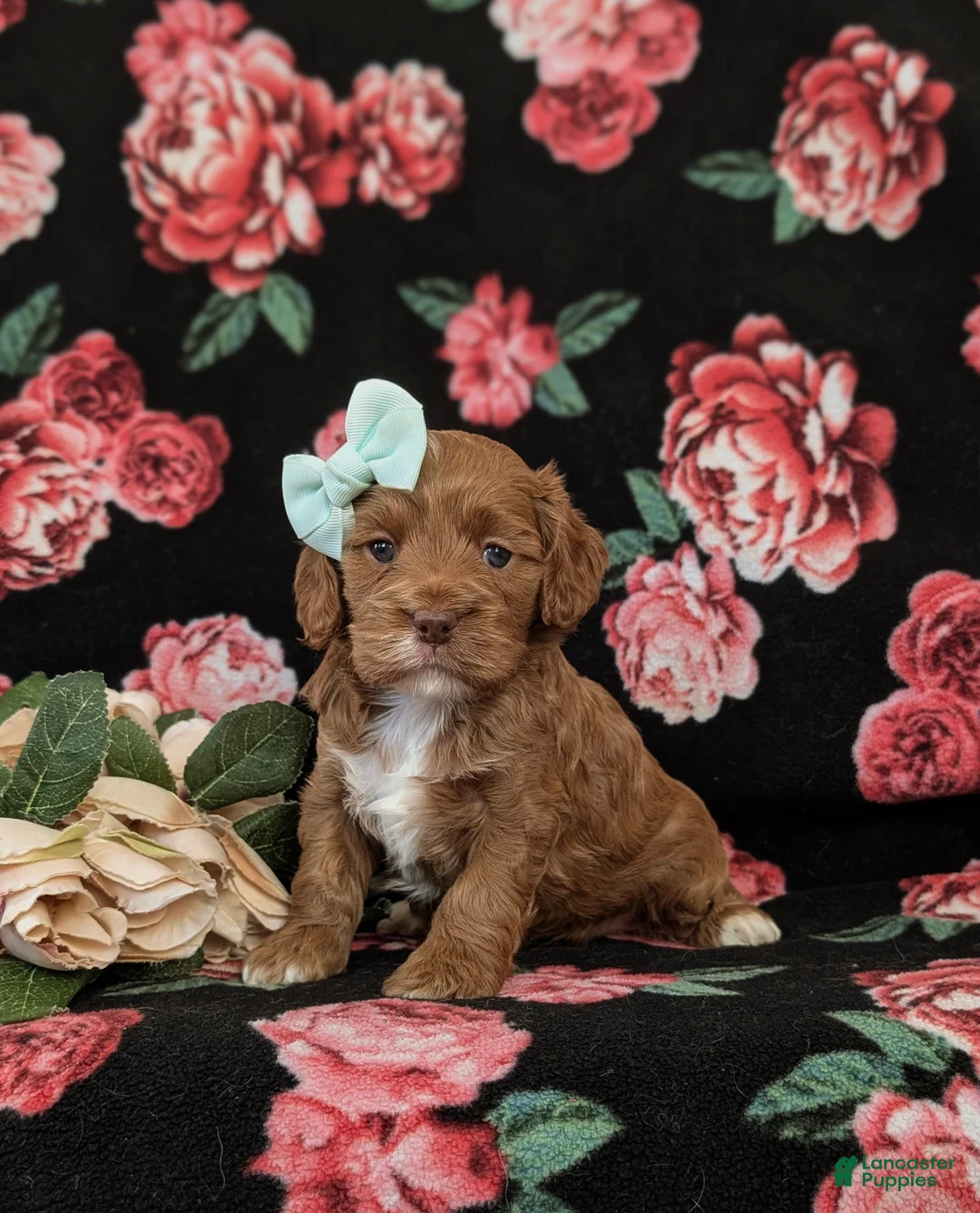 Cockapoo dogs for sale: Hailie - Ad 1