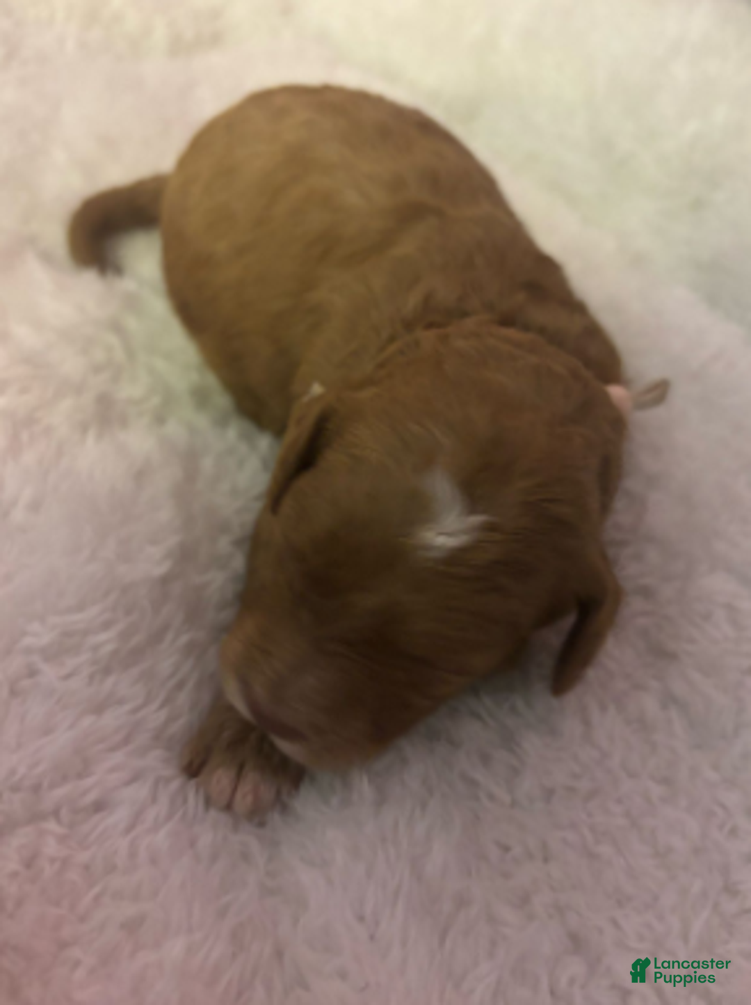 Cavapoo dogs for sale: Tinsel - Ad 5