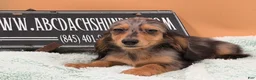 Miniature Dachshund dogs for sale: Miniature Dachshund Puppy 2 - Ad 3