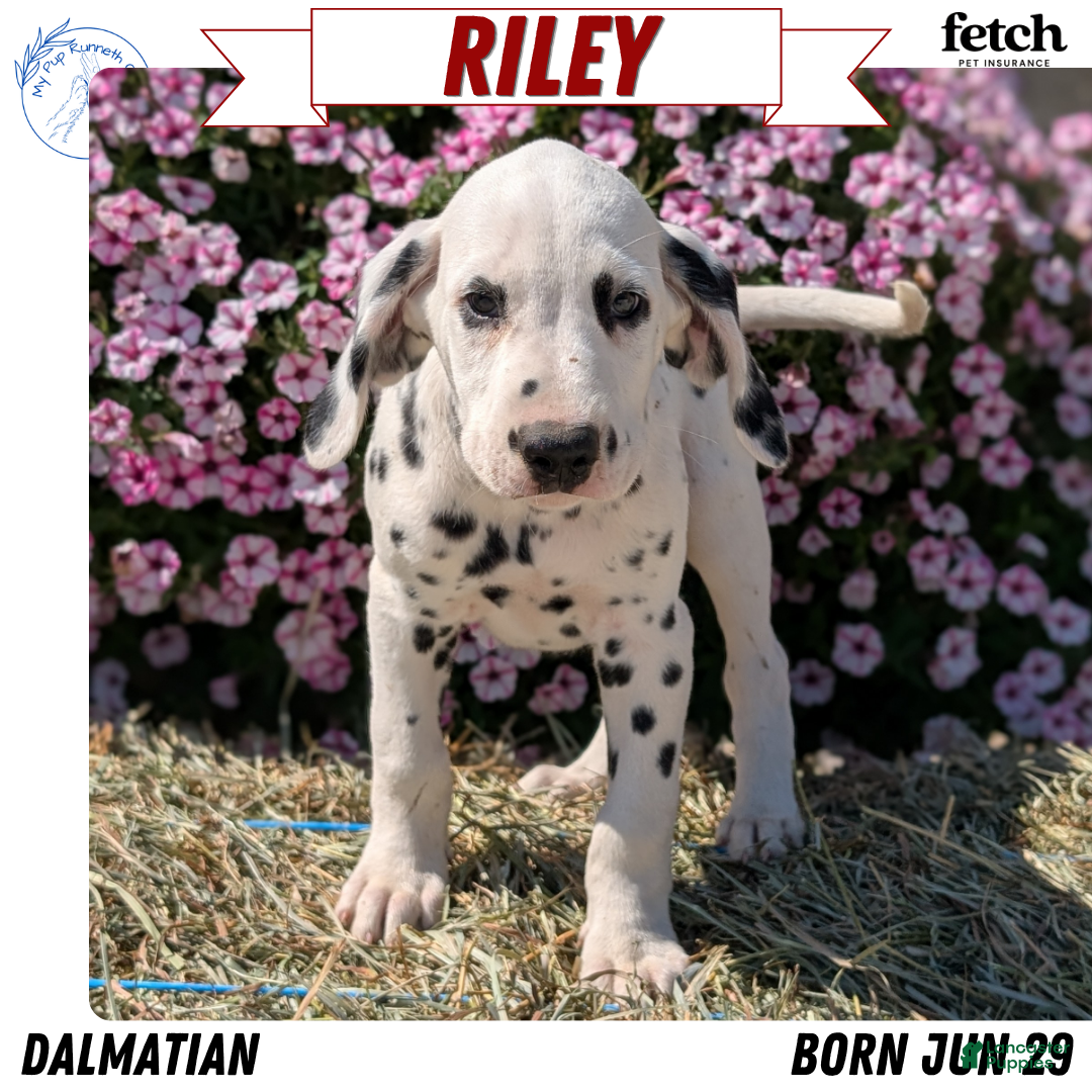 Dalmatian dogs Riley - Ad 1