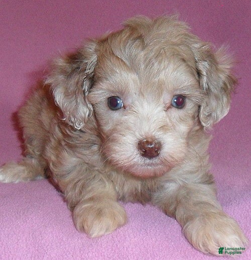 Shihpoo dogs Winnie - Ad 2