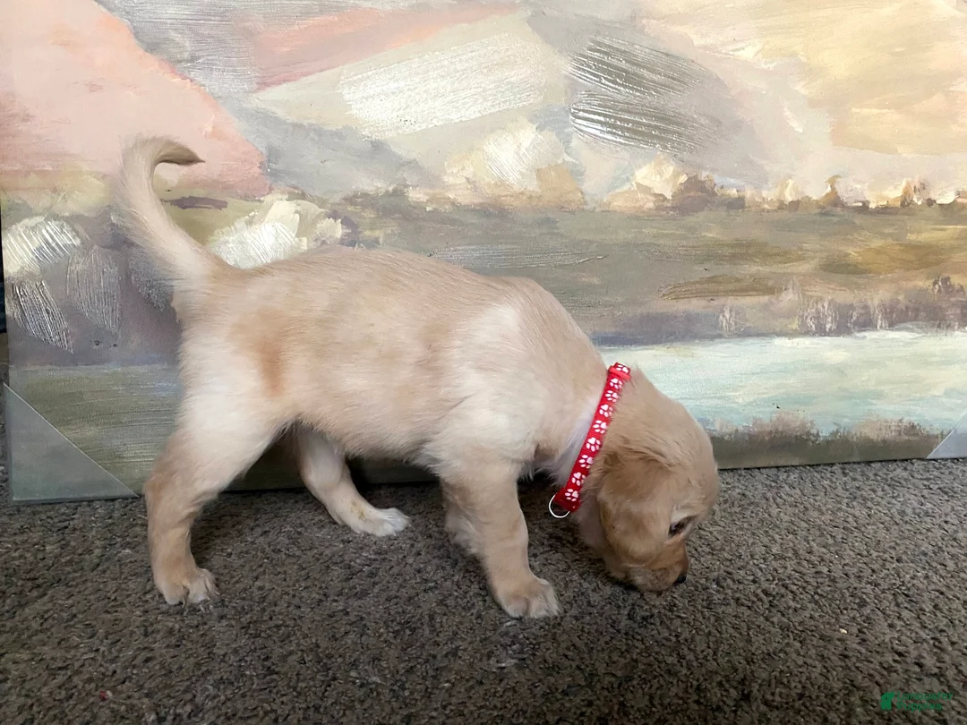 Golden Retriever dogs for sale: Golden Retriever Puppy 6 - Ad 2