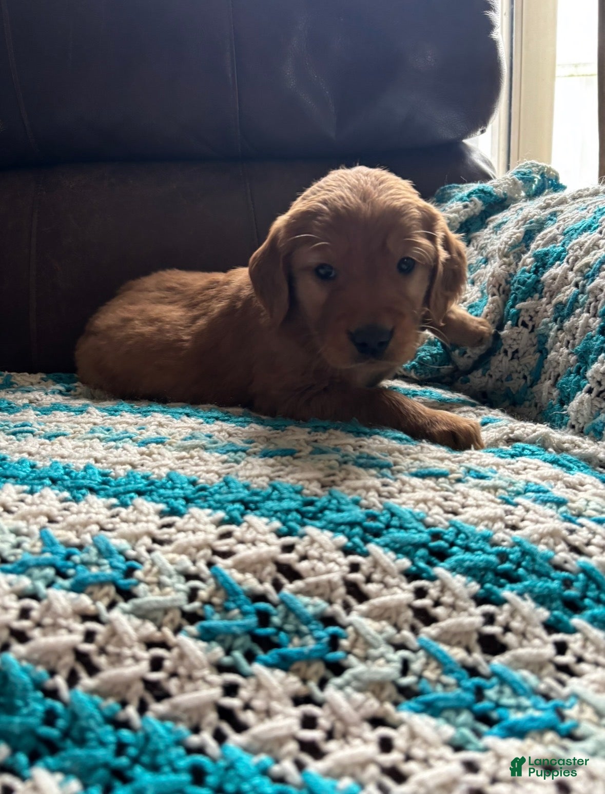 Golden Retriever dogs Misty - Ad 1