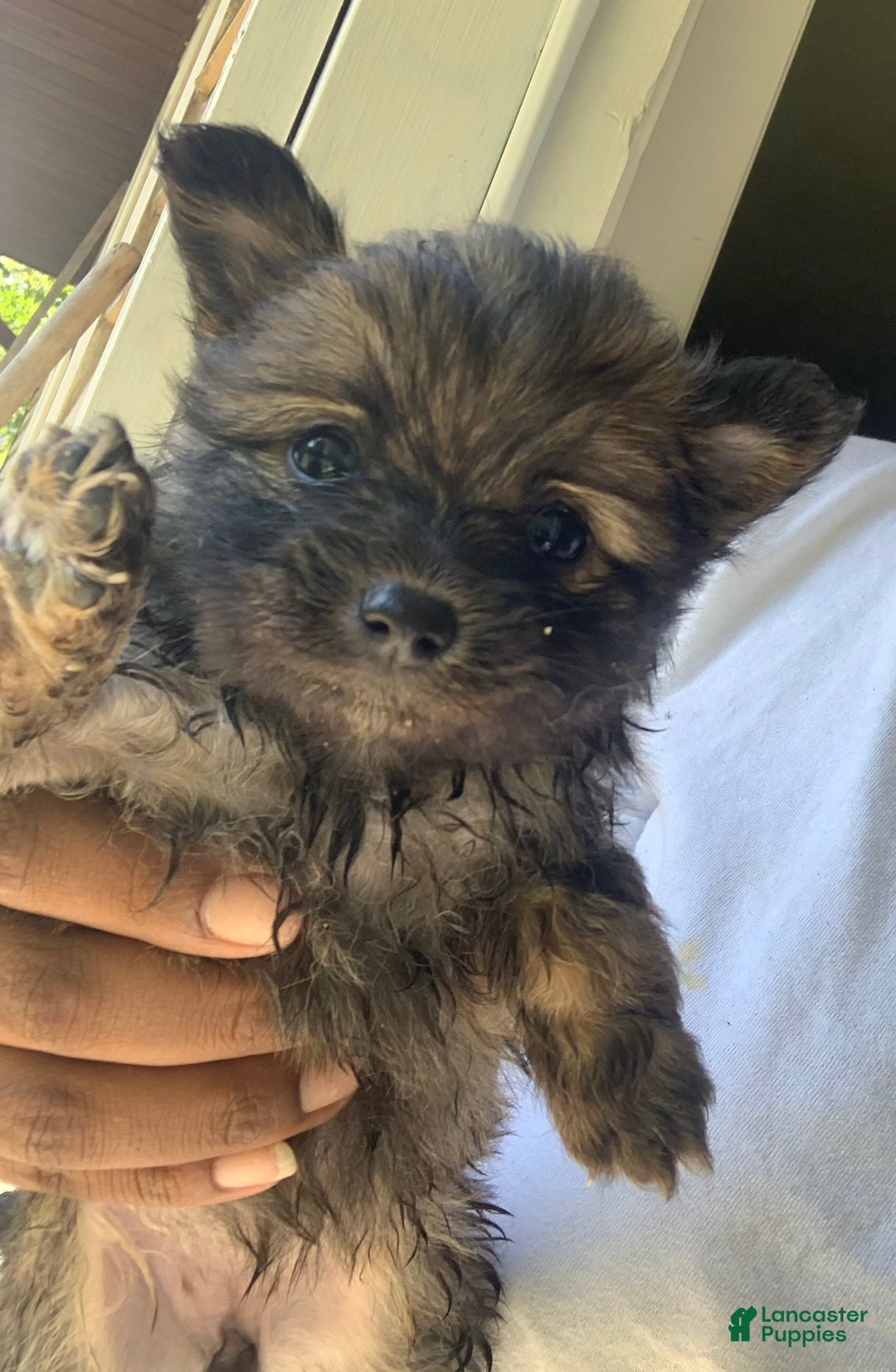 Pomeranian dogs for sale: Winter - Ad 1