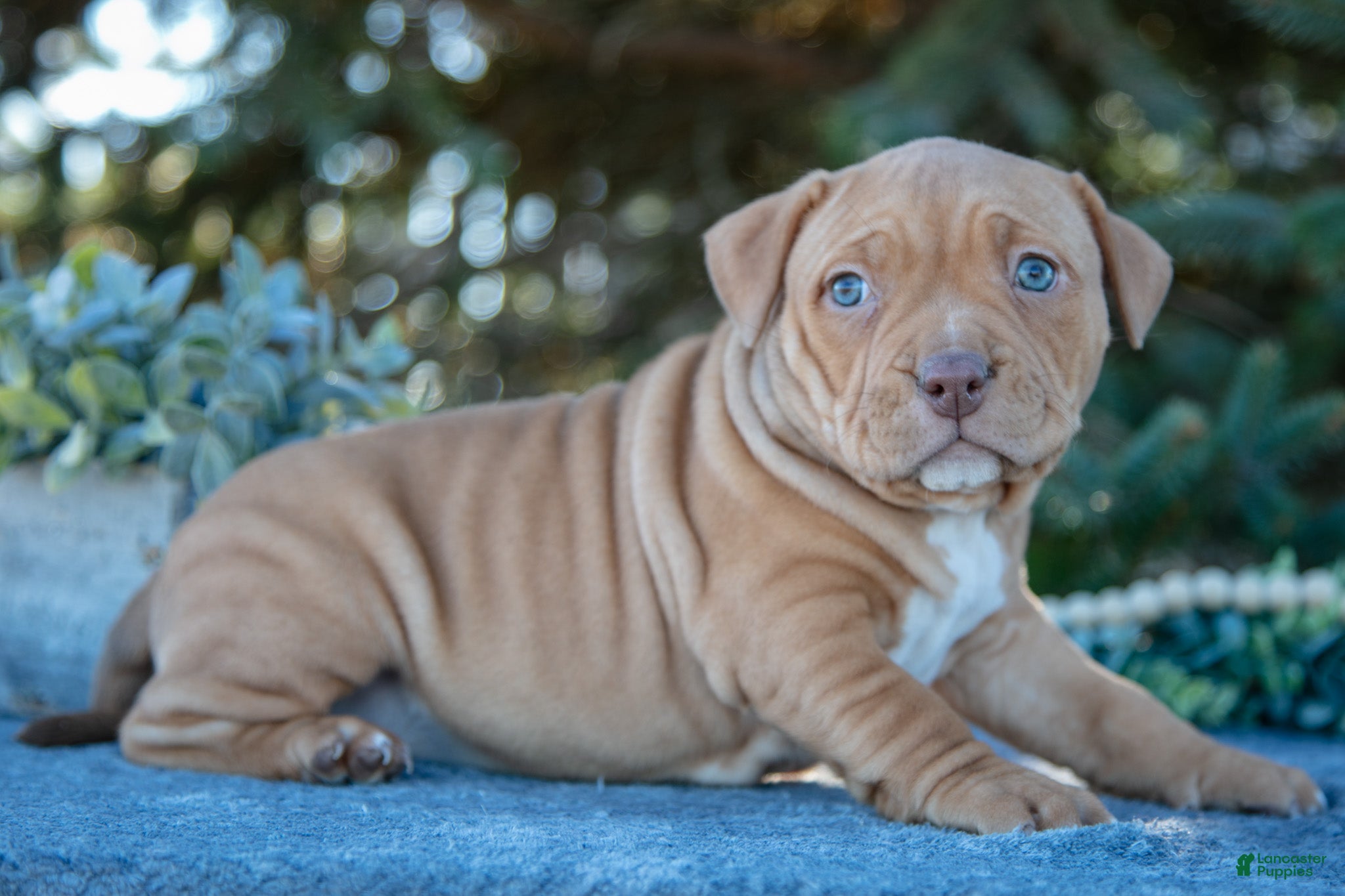 American Bully dogs Lyla - Ad 9