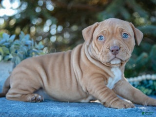American Bully dogs Lyla - Ad 39