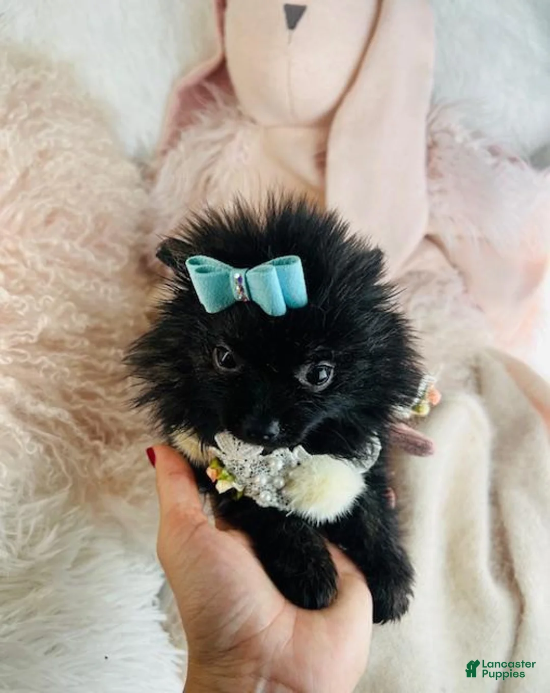 Pomeranian dogs for sale: Pomeranian Puppy 2 - Ad 2