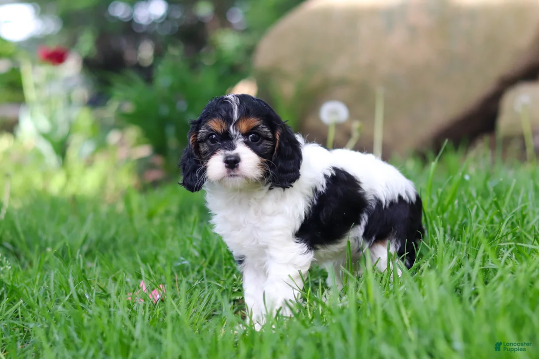Cavapoo dogs for sale: Sunnie - Ad 2