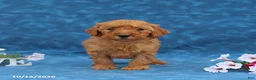 Mini Goldendoodle dogs for sale: Pepsi - Ad 4