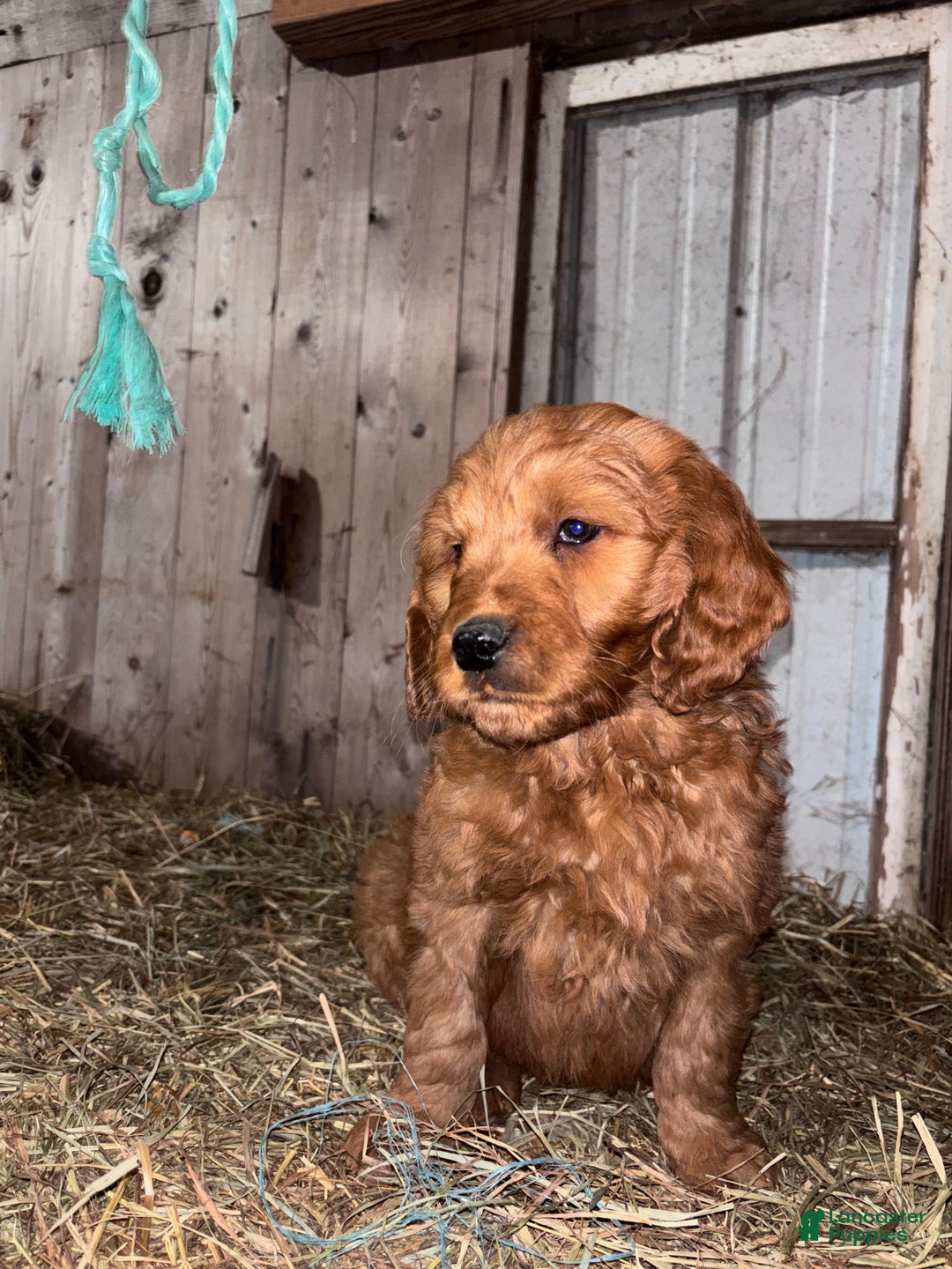 Goldendoodle dogs for sale: Goldendoodle Puppy 3 - Ad 1