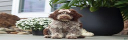 Lagotto Romagnolo dogs for sale: Mia - Ad 1