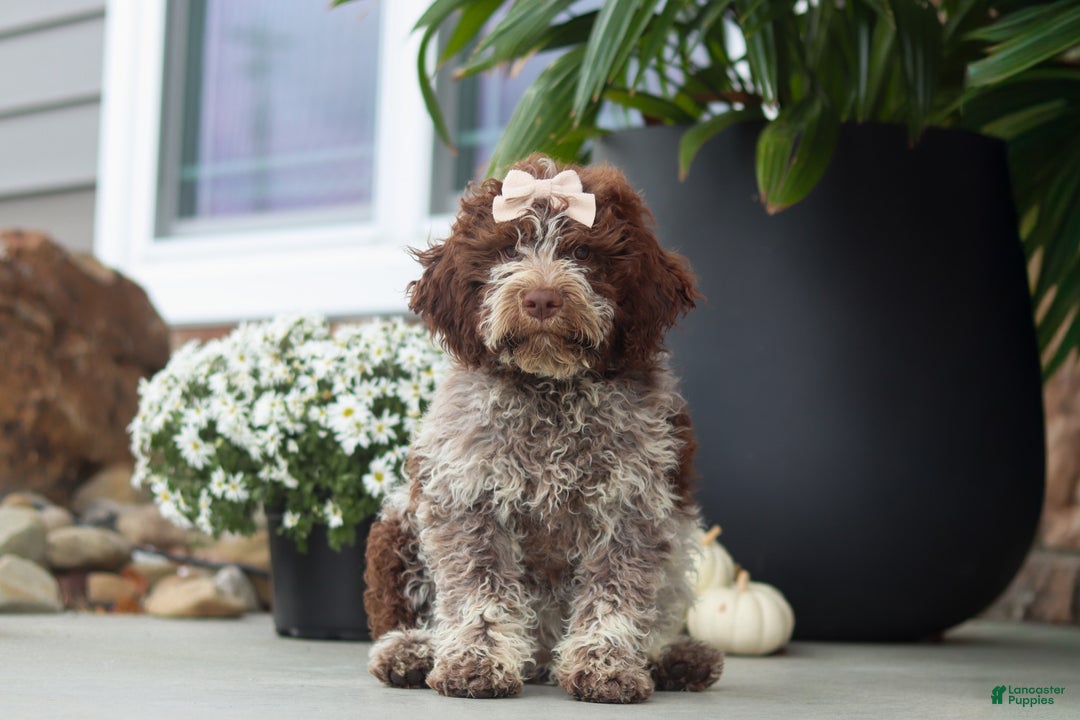 Lagotto Romagnolo dogs for sale: Mia - Ad 1