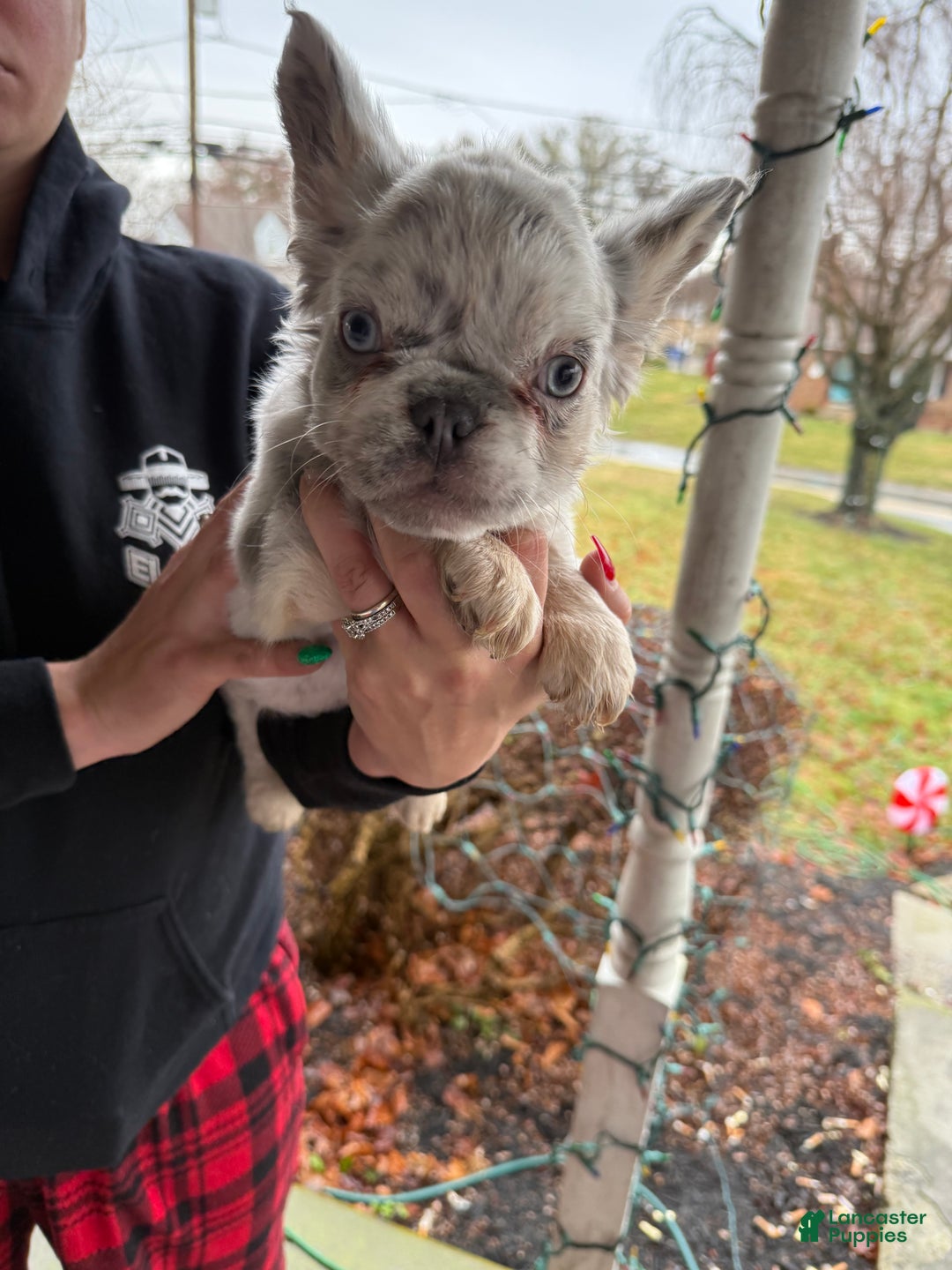 French Bulldog dogs for sale: Holly - Ad 7