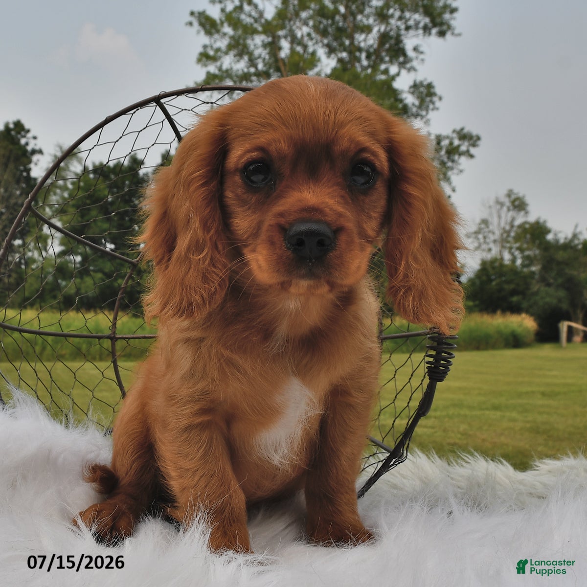 Beaglier dogs Copper - Ad 1