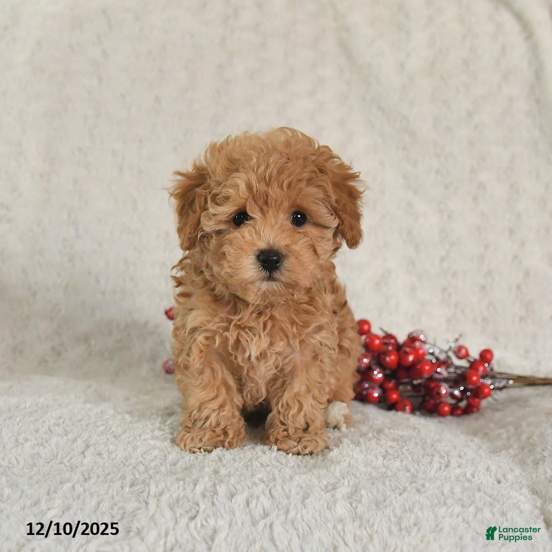 Yorkiepoo dogs for sale: Ranger - Ad 4