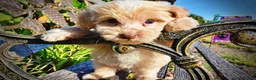 Havapoo dogs for sale: Loki-Sale!!! - Ad 3