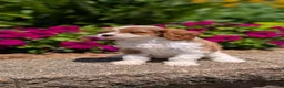 Cavapoo dogs for sale: Rena - Ad 6