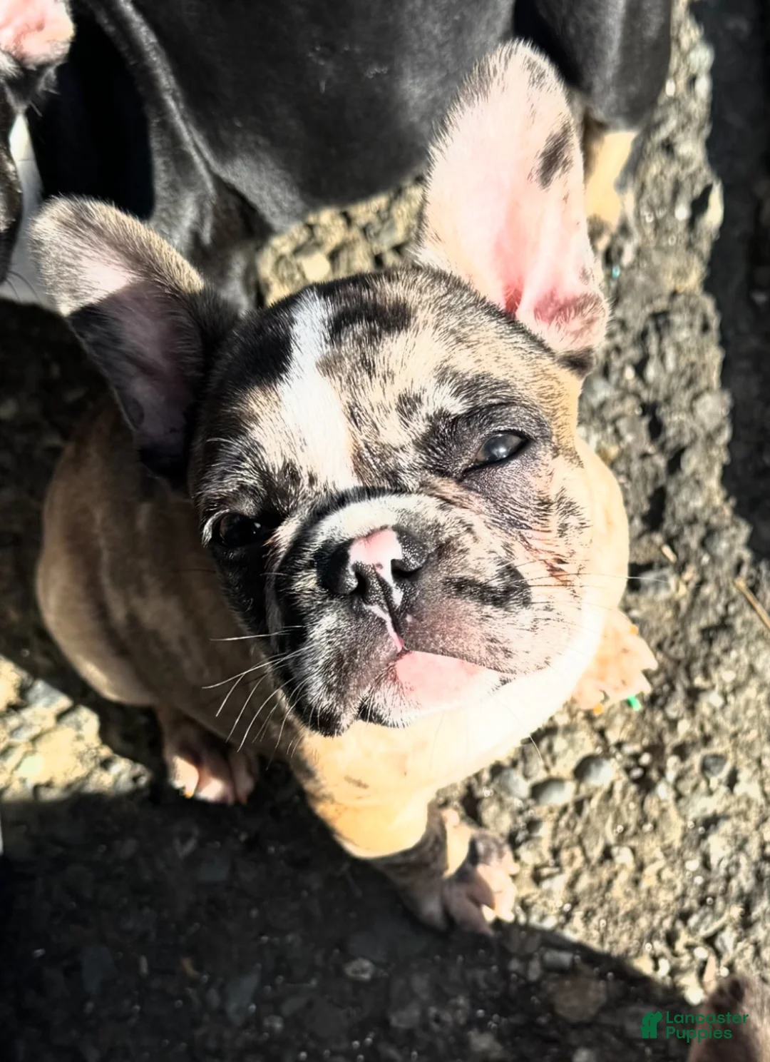 French Bulldog dogs for sale: Cheetah  - Ad 2