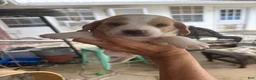 Beagle dogs for sale: Beagle 2 - Ad 4