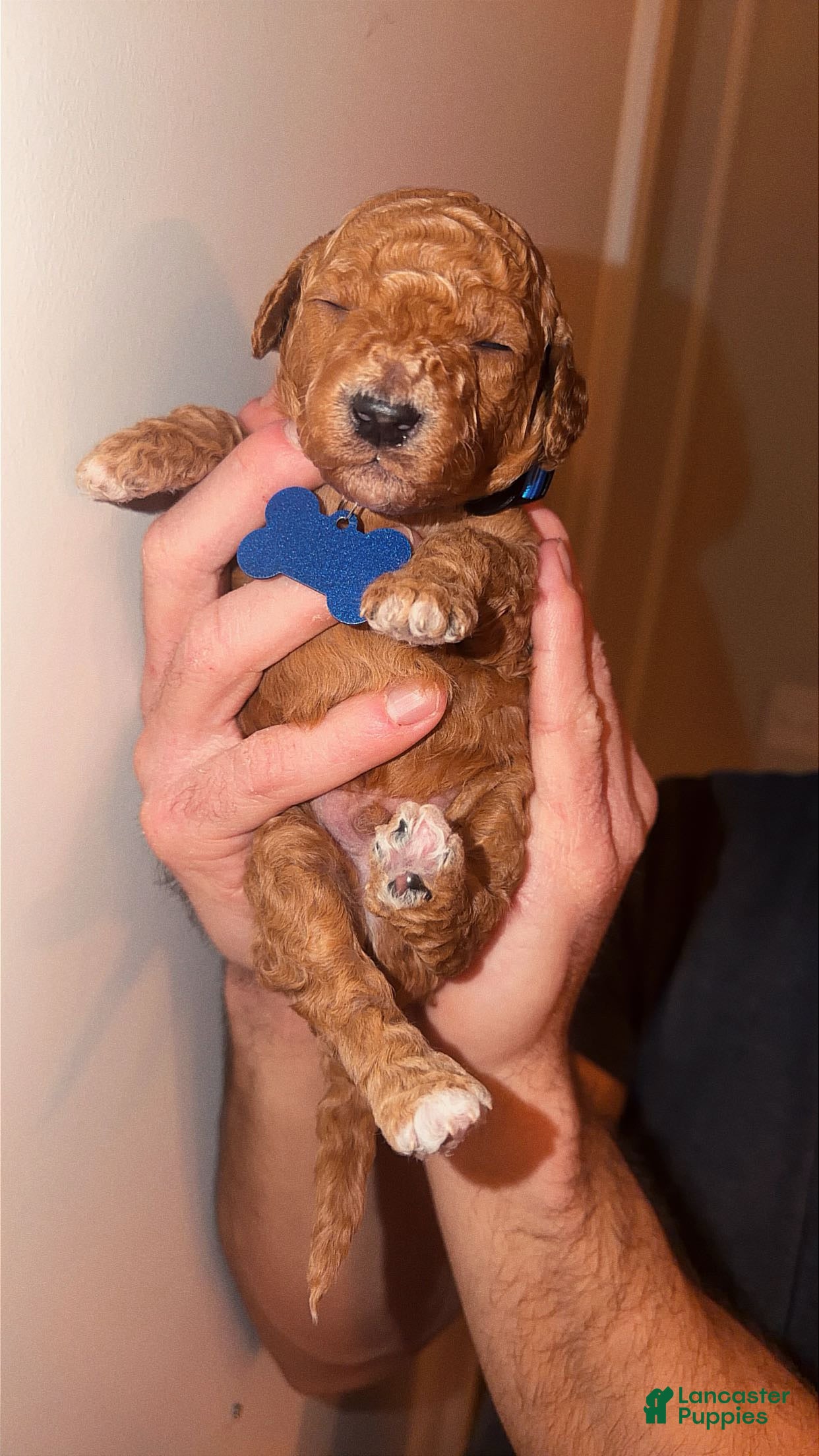 Mini Goldendoodle dogs Mini Goldendoodle Puppy 4 - Ad 14