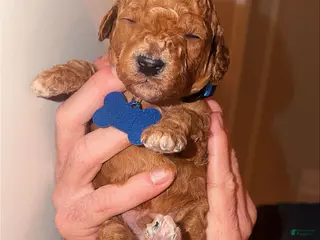 Mini Goldendoodle dogs Mini Goldendoodle Puppy 4 - Ad 14