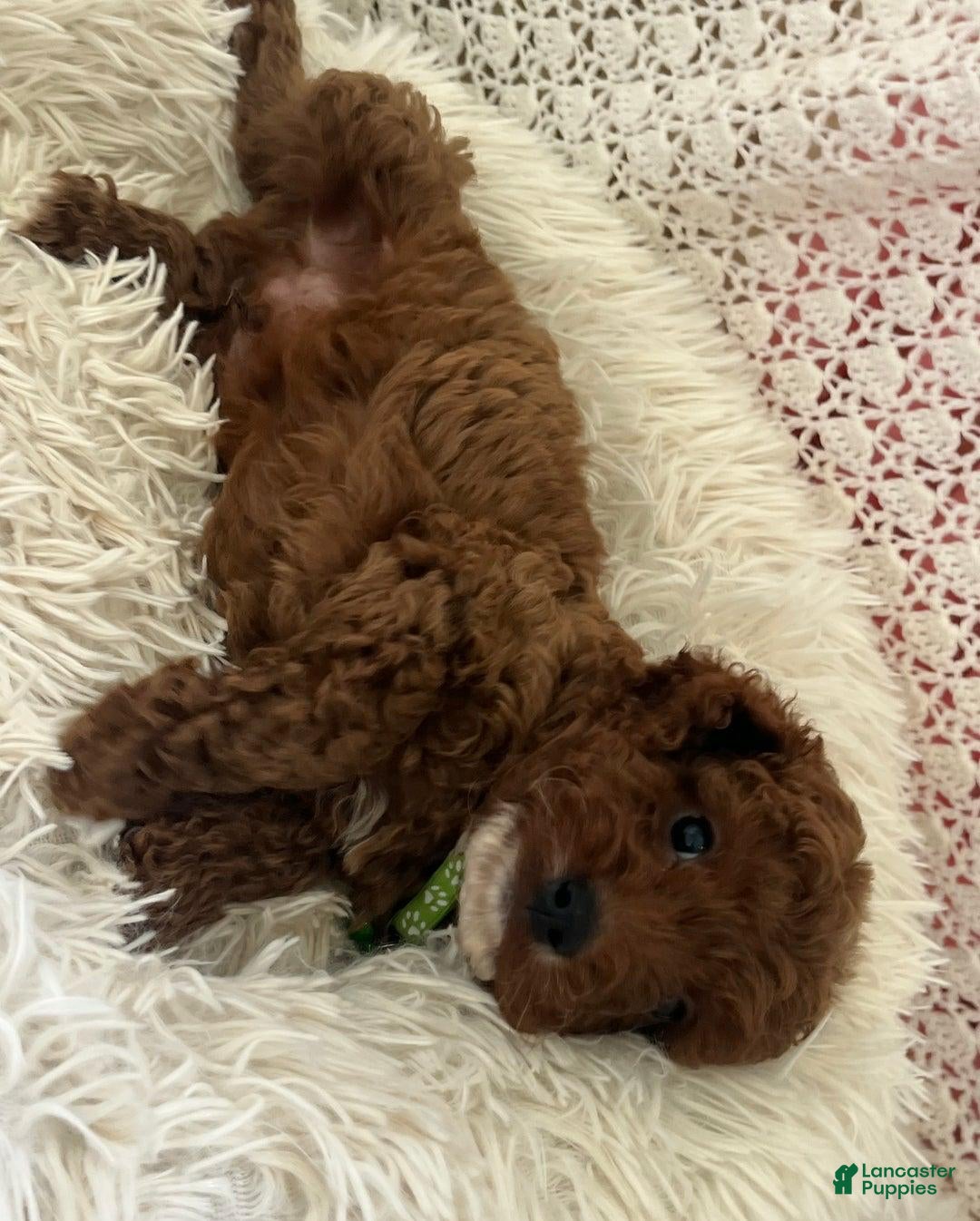 Cavapoo dogs for sale: Molly - Ad 4