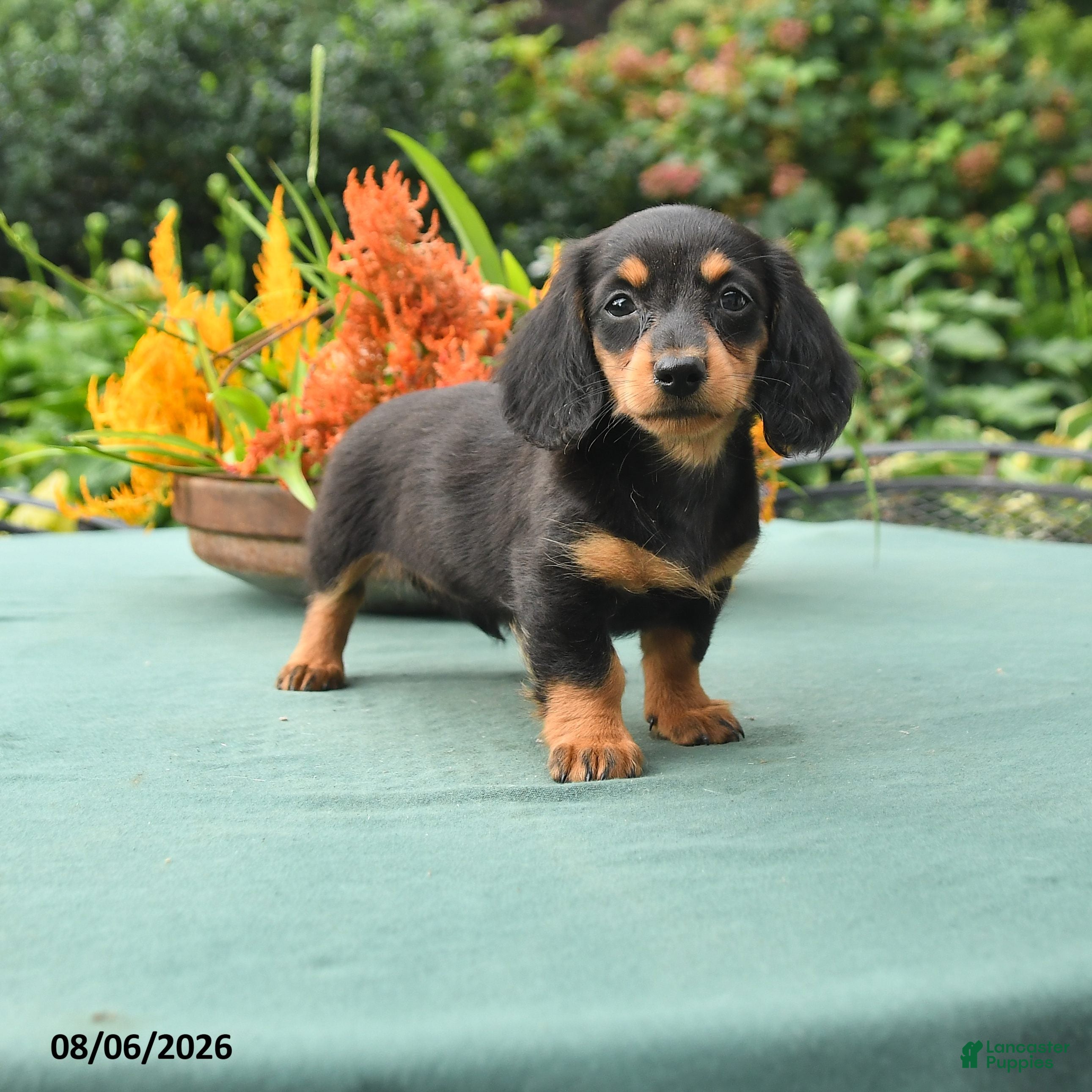 Dachshund dogs Tamara - Ad 1