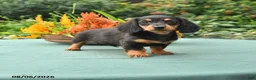 Dachshund dogs for sale: Tamara - Ad 1