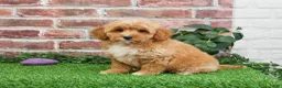 Mini Goldendoodle dogs for sale: Fettuccine  - Ad 9