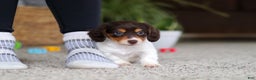 Miniature Dachshund dogs for sale: Stella - Ad 9