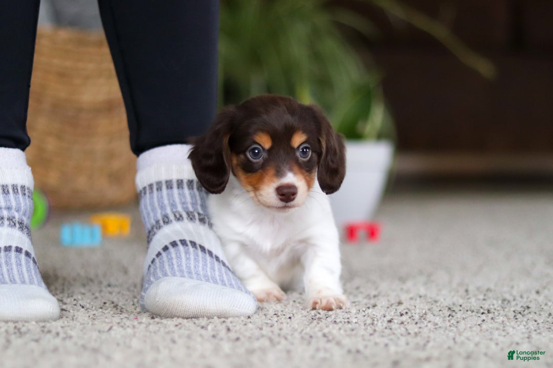 Miniature Dachshund dogs for sale: Stella - Ad 9