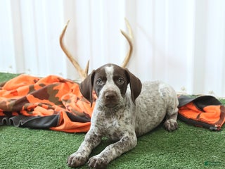 German Shorthaired Pointer dogs - Ad 7