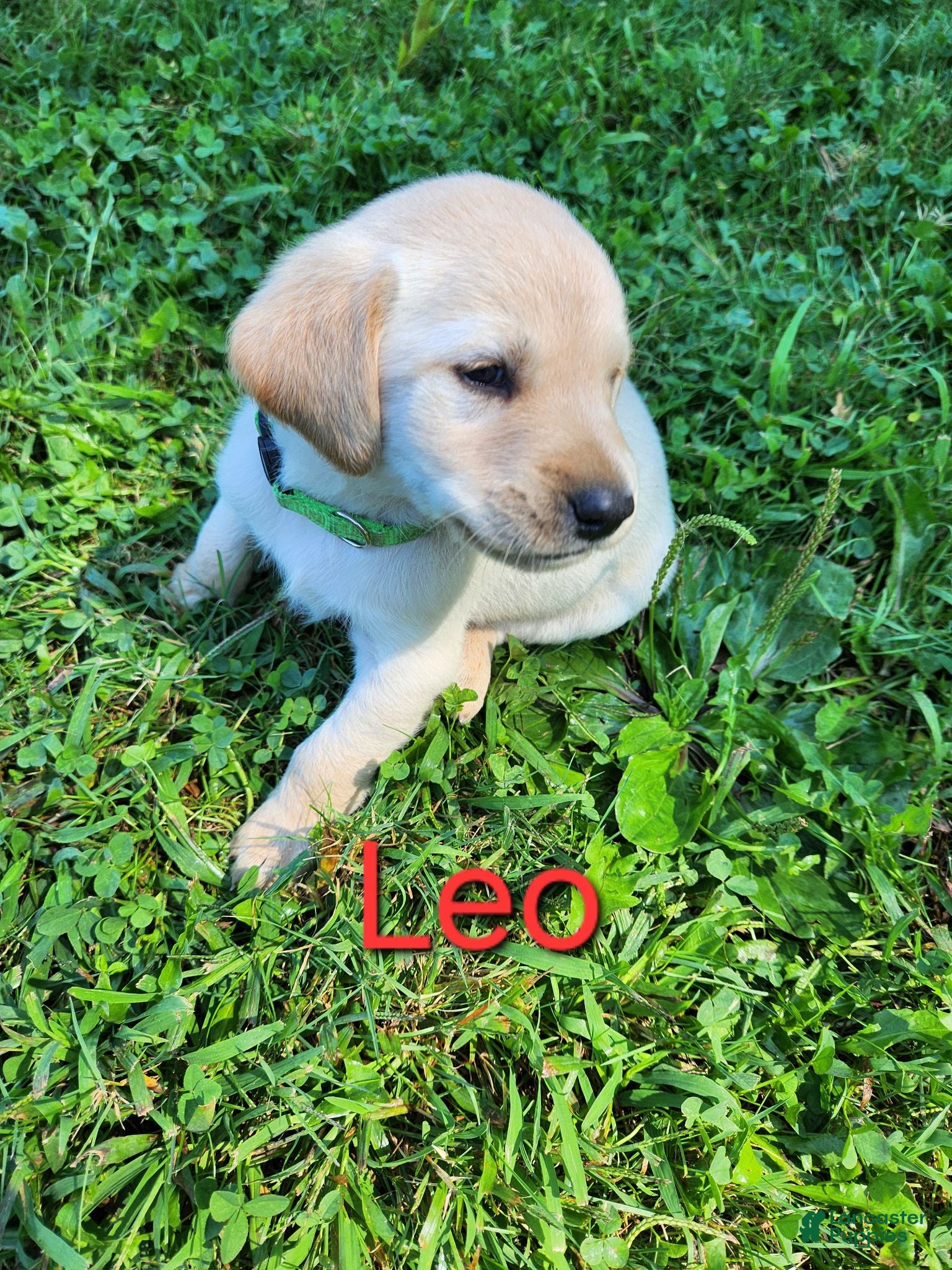 Labrador Retriever dogs for sale: Leo - Ad 4