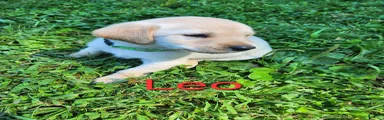 Leo