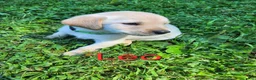 Labrador Retriever dogs for sale: Leo - Ad 1