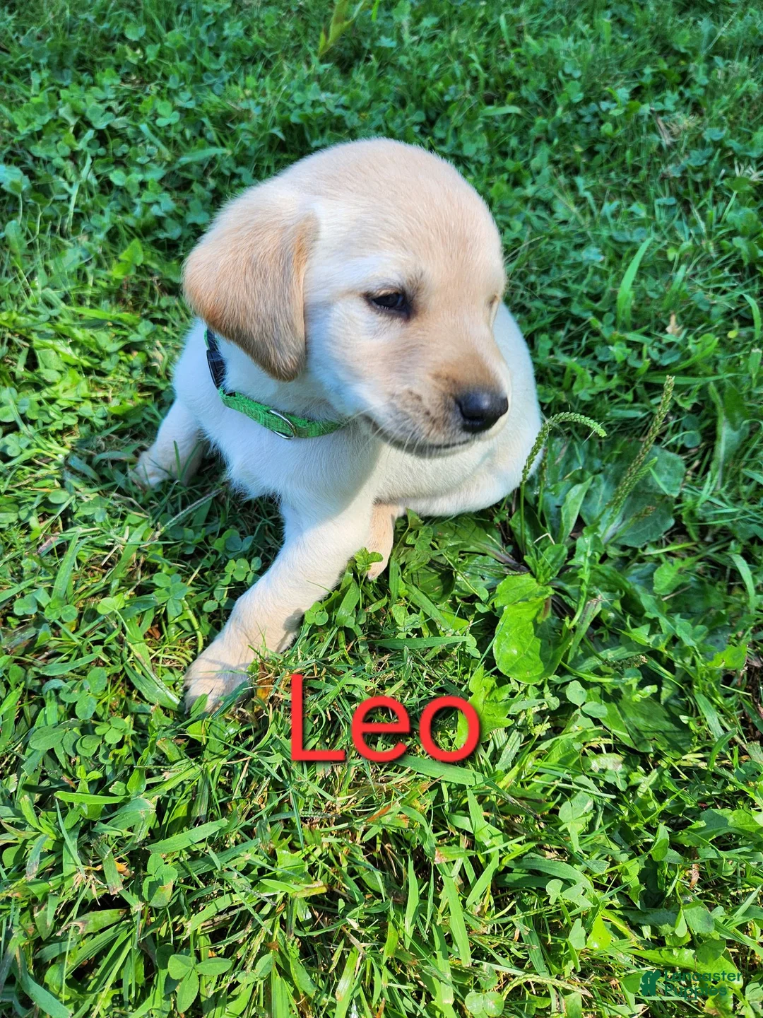Labrador Retriever dogs for sale: Leo - Ad 1