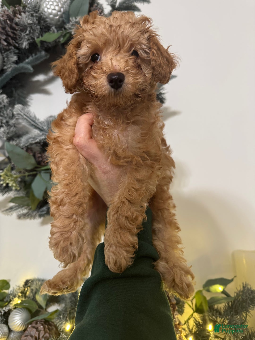 Miniature Poodle dogs for sale: Miniature Poodle Milo - Ad 6