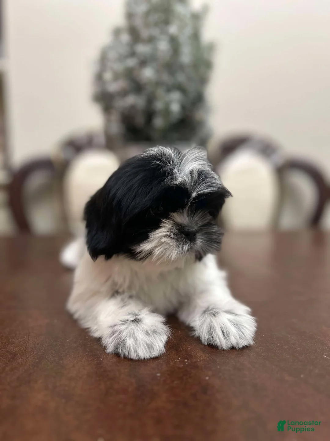 Shih Tzu dogs for sale: May - Ad 4