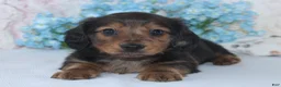 Miniature Dachshund dogs for sale: Stanley - Ad 3