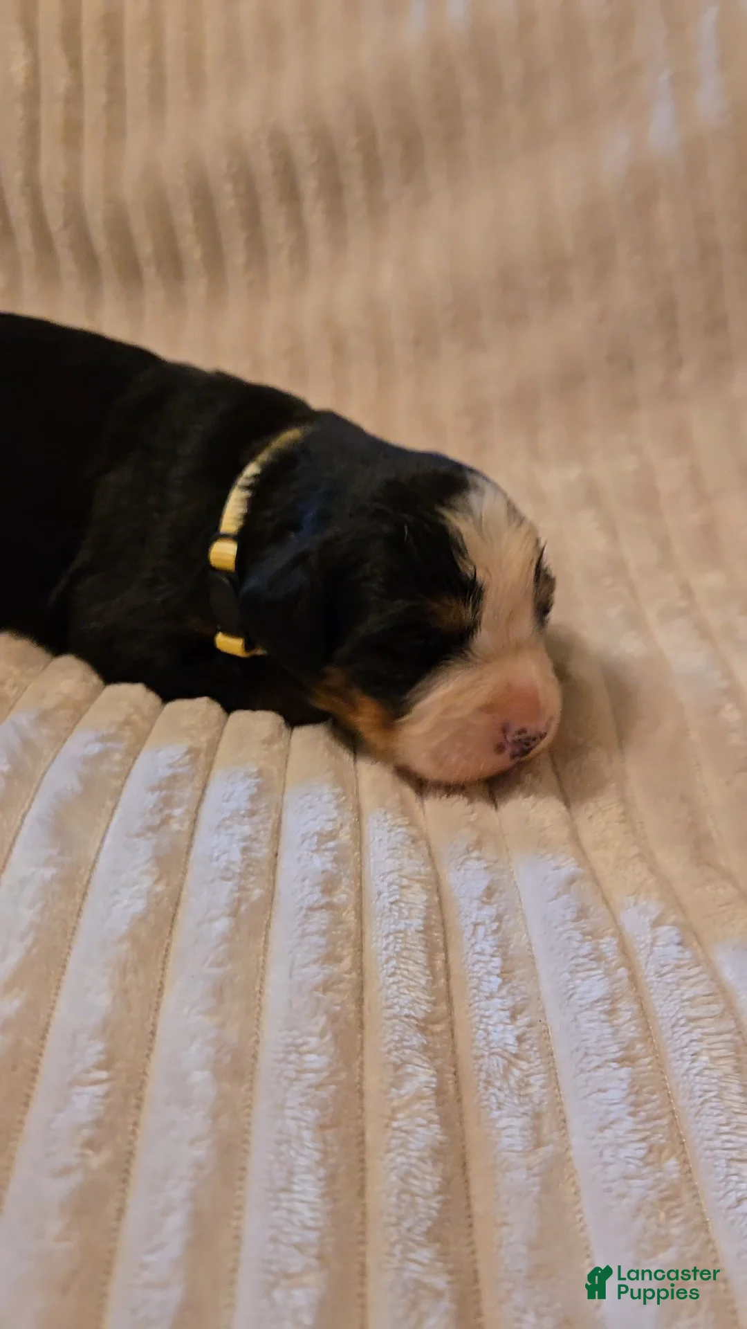 Bernese Mountain Dog dogs for sale: Bernese Mountain Dog 5 - Ad 1