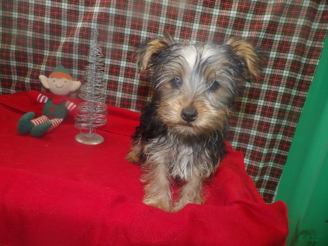 Yorkshire Terrier dogs for sale: Stewie - Ad 2