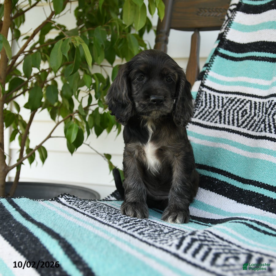 Cocker Spaniel dogs Daisy - Ad 2