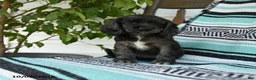Cocker Spaniel dogs for sale: Daisy - Ad 2